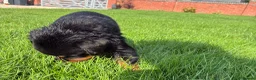 Rottweiler dogs for sale: 🏆🐾 5STAR BREEDERS🐾🏆KC REG girl and boys 💖💙 - Advert 19
