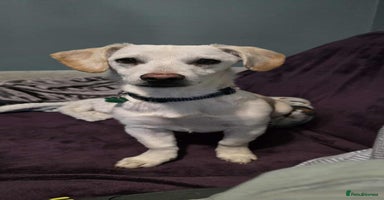 Mixed Breed dogs MINNIE - Advert 3