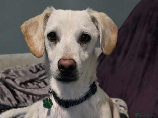 Mixed Breed dogs for adoption: MINNIE MOUSE - Advert 1