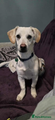 Mixed Breed dogs MINNIE MOUSE - Advert 14