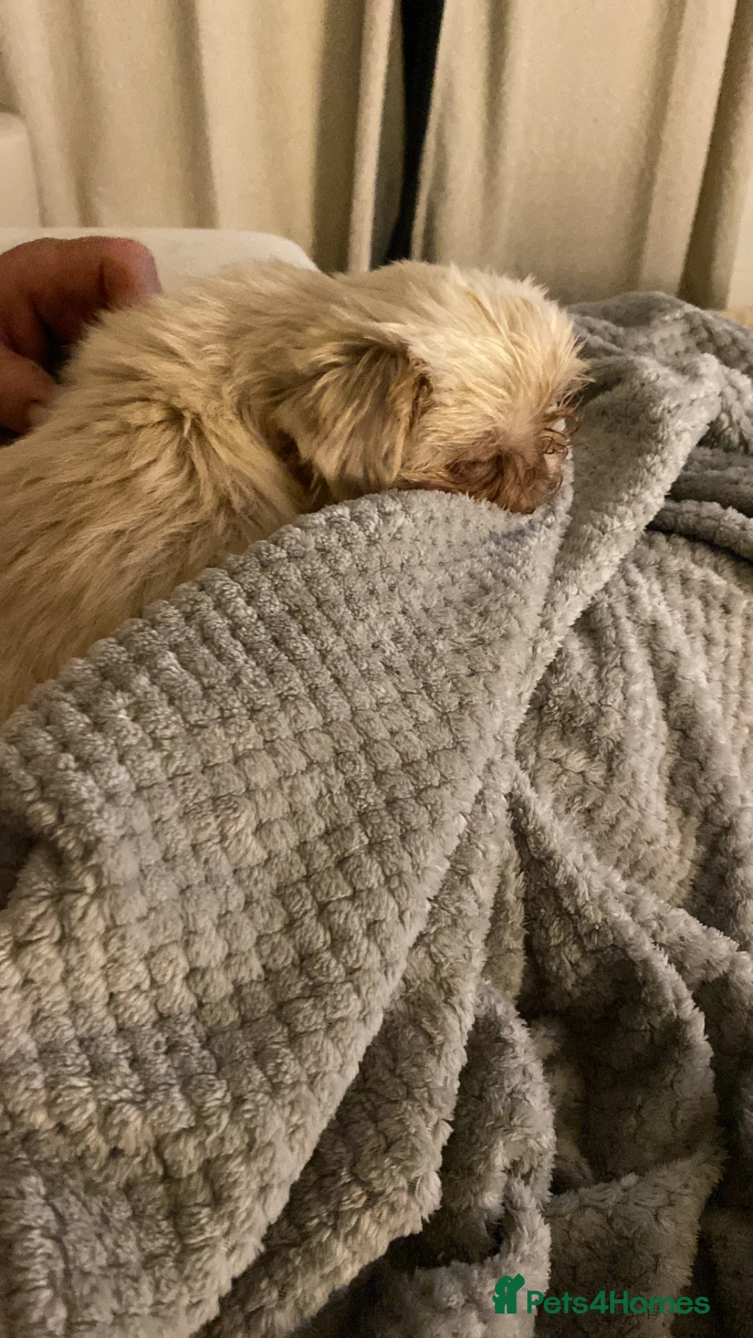 Shih Tzu dogs for sale: Beautiful tiny imperial shihtzu  - Advert 2