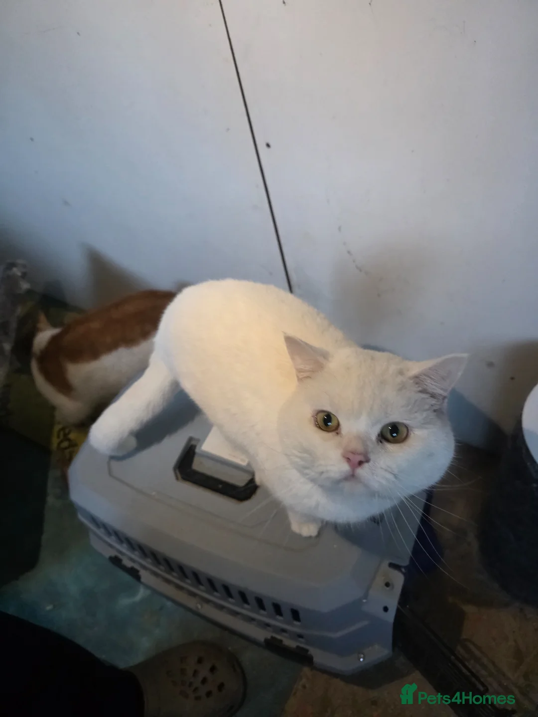 British Shorthair cats for sale: White British short hair - Advert 2