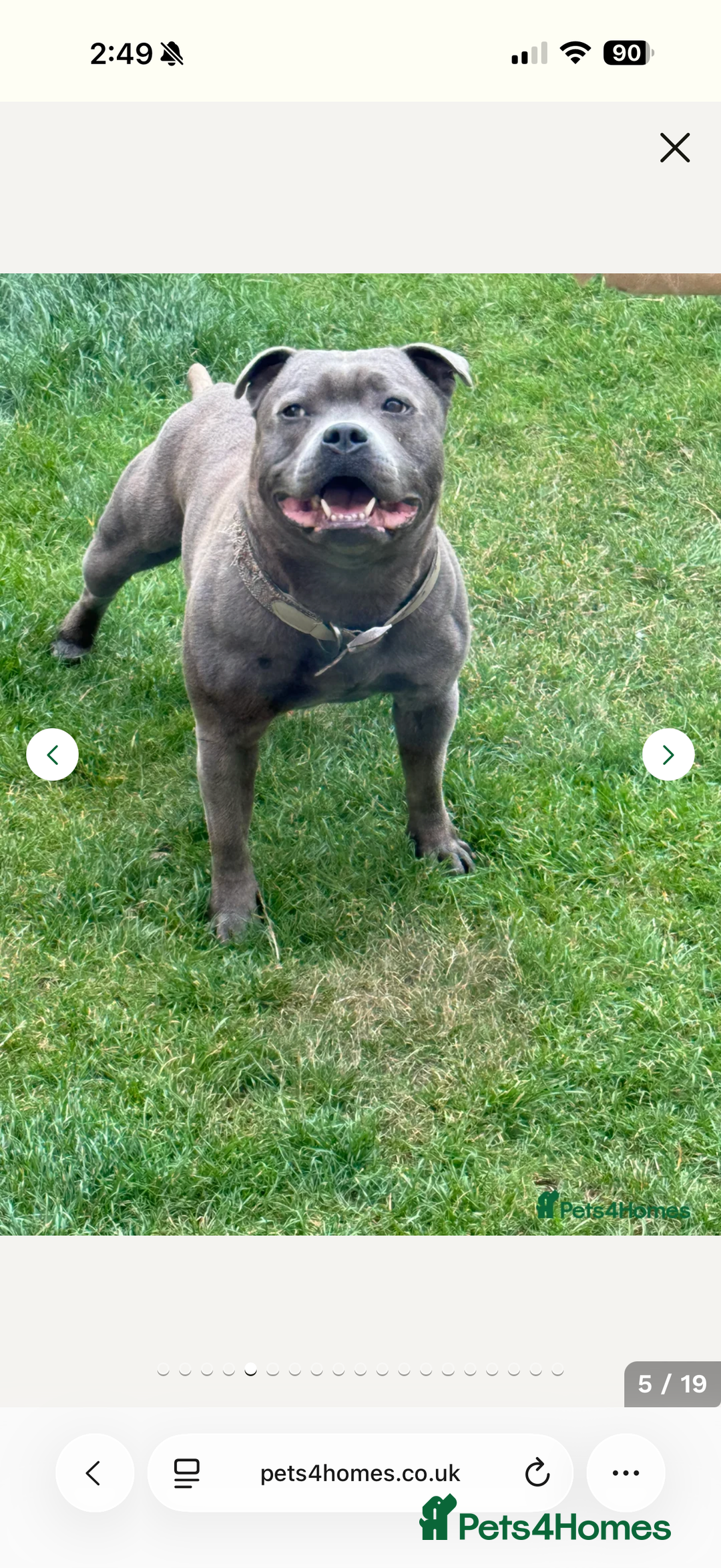 Staffordshire Bull Terrier dogs for sale: Amazing blue Staffordshire puppies - Advert 9