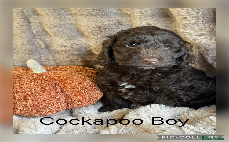 Cockapoo dogs - Advert 2