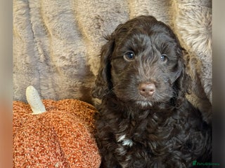 Cockapoo dogs - Advert 11