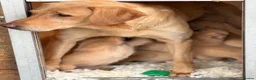 Labrador Retriever dogs for sale: SHAEDS OF YELLOW TO FOXRED - Advert 10