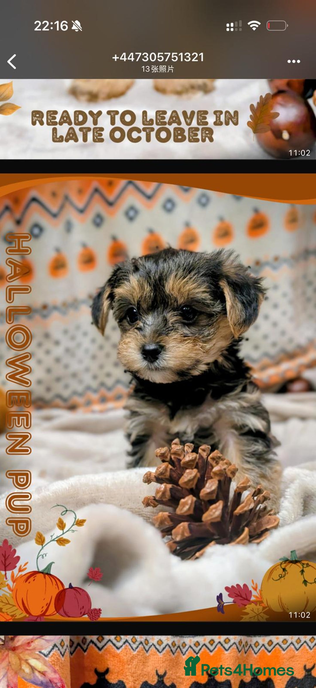 Yorkshire Terrier dogs for sale: 7 male Yorkshire terriers ready to leave.  - Image 21