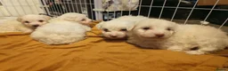 Mixed Breed dogs for sale: Maltipoo x Coton de Tulear Puppies  - Advert 16