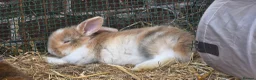 Mixed Breed rabbits for sale: Beautiful babies looking for forever families - Advert 4