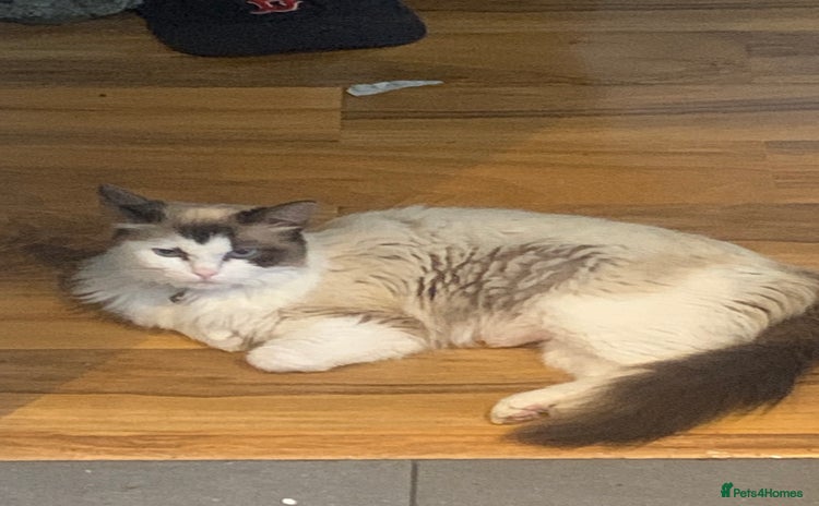 Ragdoll cats - Advert 6