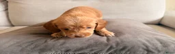 Mixed Breed dogs for sale: Beautiful Cocker Sproodle Puppies  in Weston-super-Mare - Advert 24