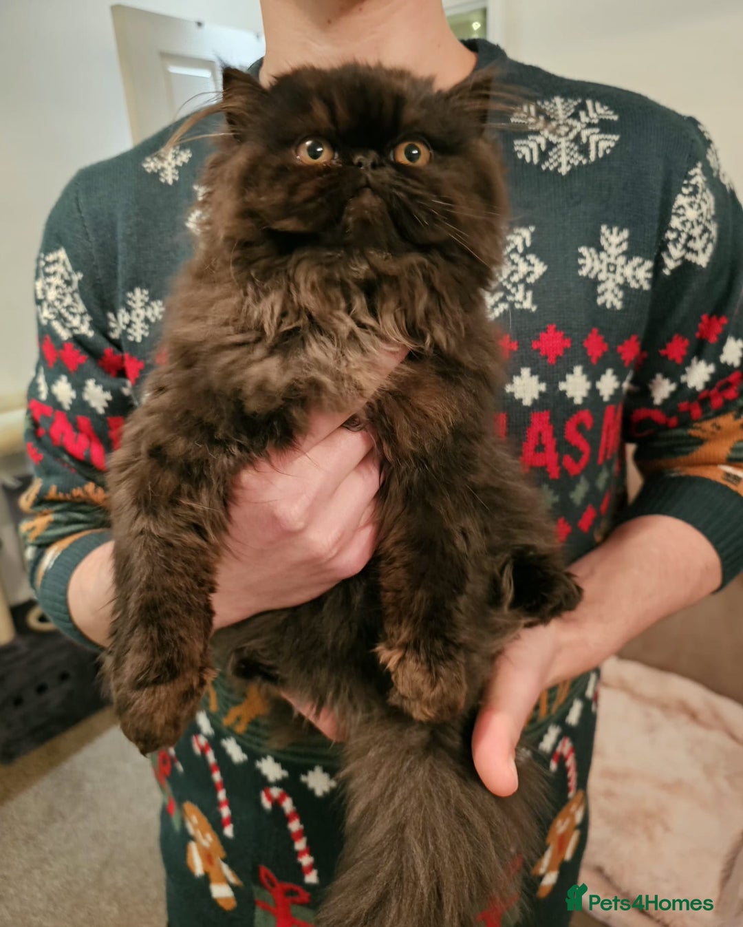 Persian cats for sale: Stunning Persian girl  - Advert 19