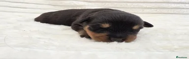 Rottweiler 4