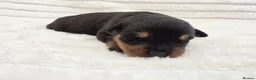 Rottweiler dogs for sale: Healthy & Chunky Family Raised Rottweiler Puppies - Advert 26