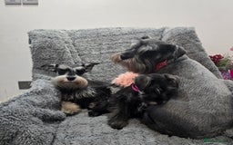 Miniature Schnauzer dogs for sale: Salt&pepper Miniature Schnauzer girl. READY NOW ‼️ - Image 7