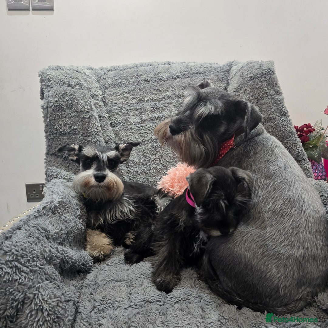 Miniature Schnauzer dogs for sale: Salt&pepper Miniature Schnauzer girl. READY NOW ‼️ - Image 7
