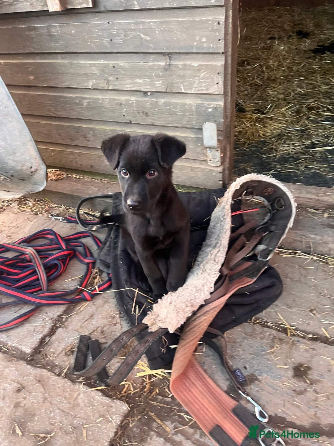 Labrador Retriever dogs for sale: Last incredible little girl  - Advert 24