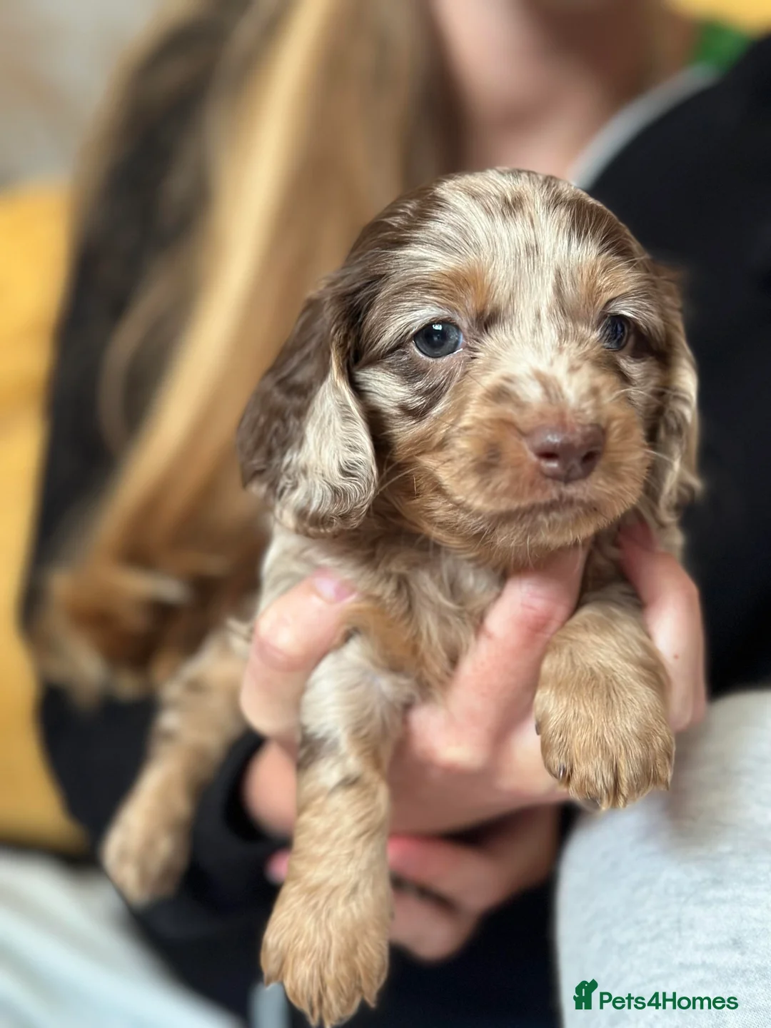 Miniature Dachshund dogs for stud: **RogueRoyales Luxe** PRA Clear Long Hair in Wolverhampton - Advert 10