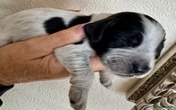Cocker Spaniel dogs for sale: Pedigree Show cocker spaniels  - Image 9