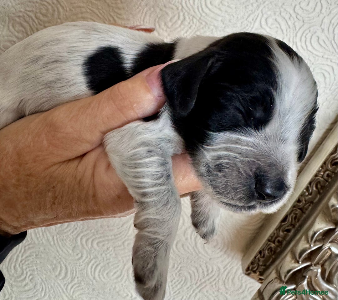 Cocker Spaniel dogs for sale: Pedigree Show cocker spaniels  - Image 9
