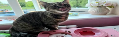 Mixed Breed Tabby