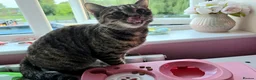 Mixed Breed cats for sale: Tabby in Manchester - Advert 2