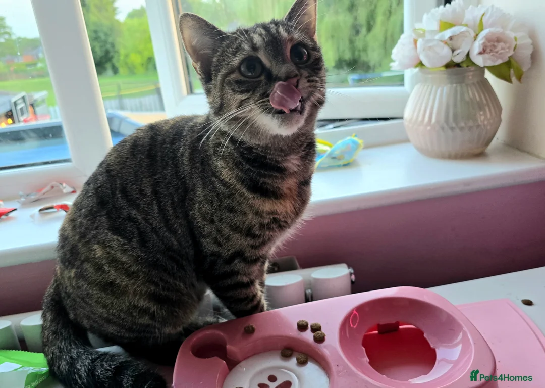 Mixed Breed cats for sale: Tabby in Manchester - Advert 2