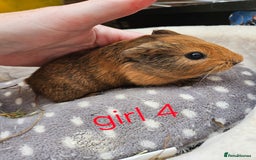 Guinea Pig rodents for sale: Baby girl and boy guinea pigs ready now - Image 4