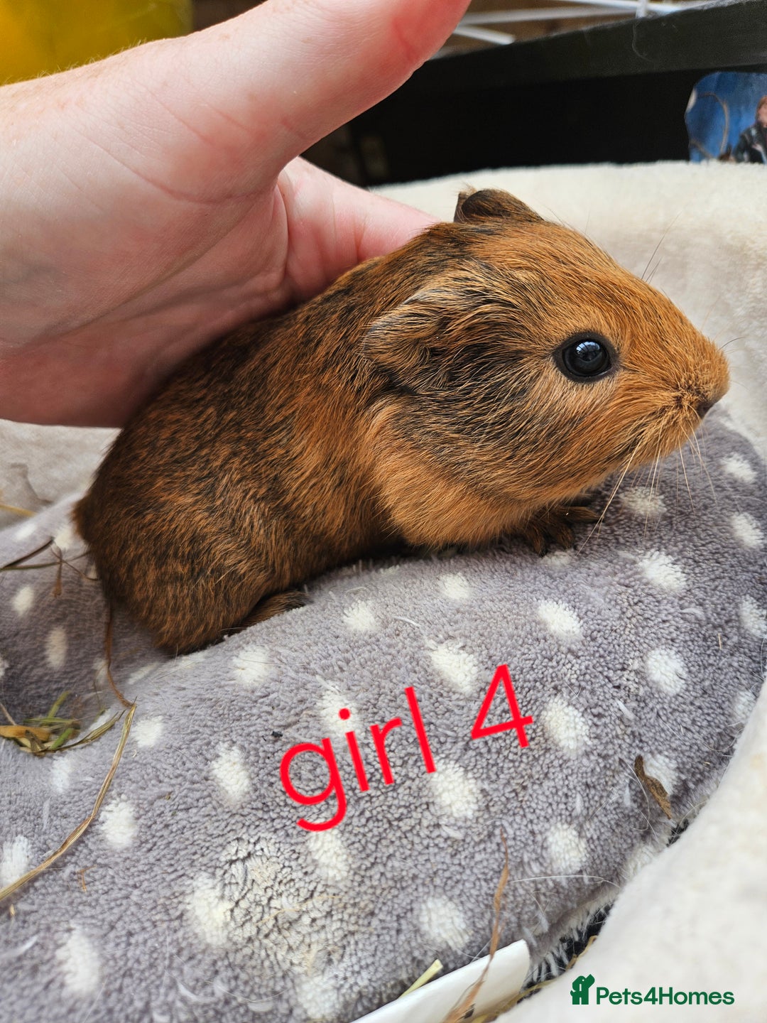 Guinea Pig rodents for sale: Baby girl and boy guinea pigs ready now - Image 4