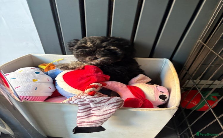 Miniature Schnauzer dogs - Advert 1