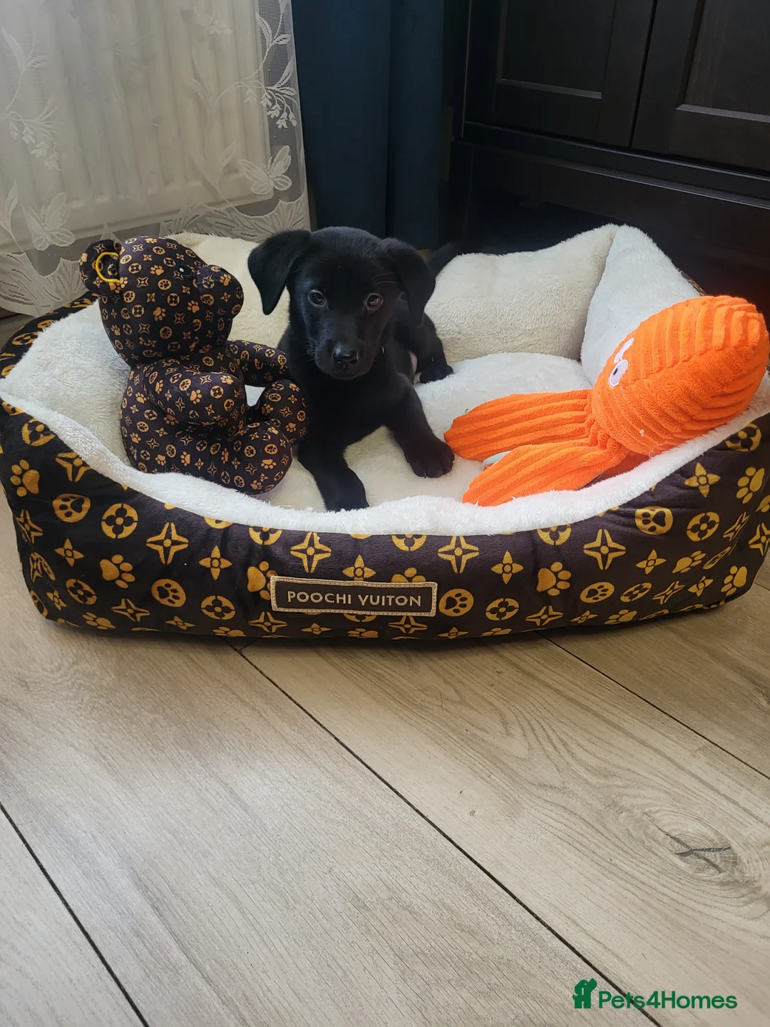 Labrador Retriever dogs for sale: KC registered Labrador Retriever puppies - Advert 11