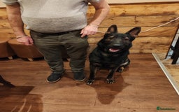 German Shepherd dogs for stud: KENSESQUI SIMBA (Simba) - Image 5