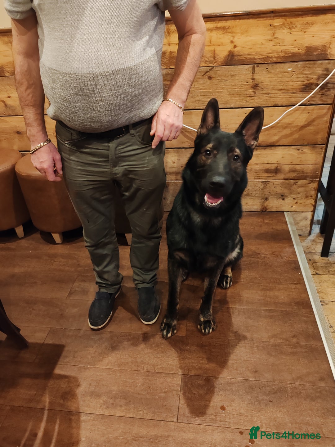 German Shepherd dogs for stud: KENSESQUI SIMBA (Simba) - Image 5