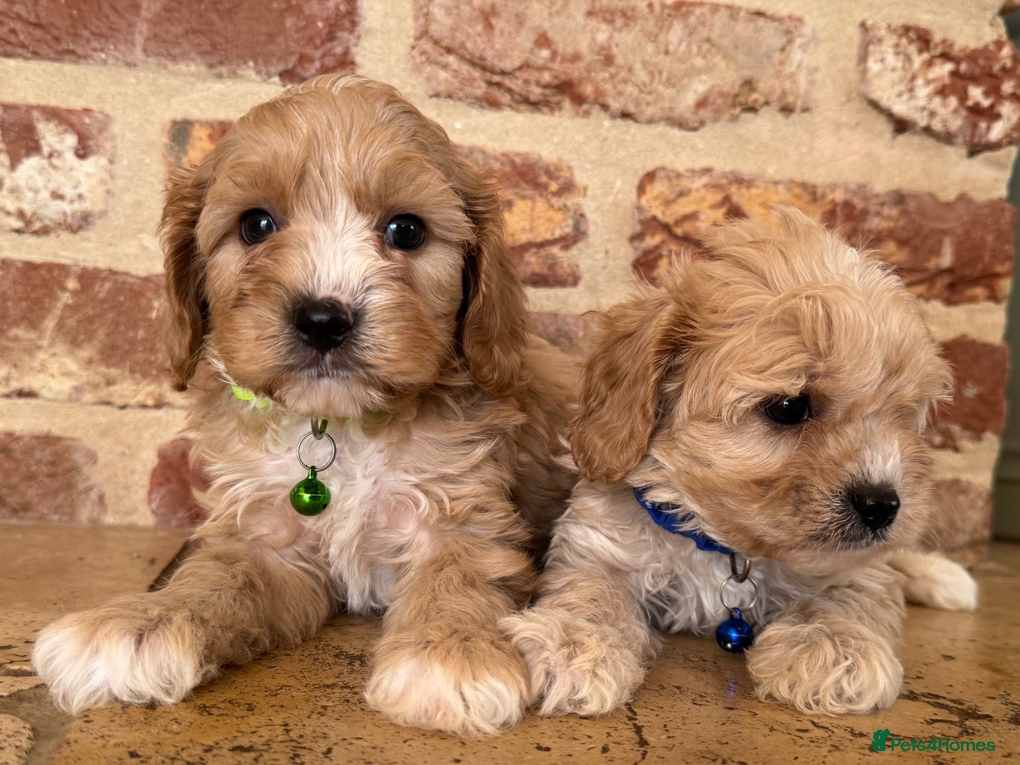Cavapoo dogs F1 cavapoo males 💙💚 - Advert 2