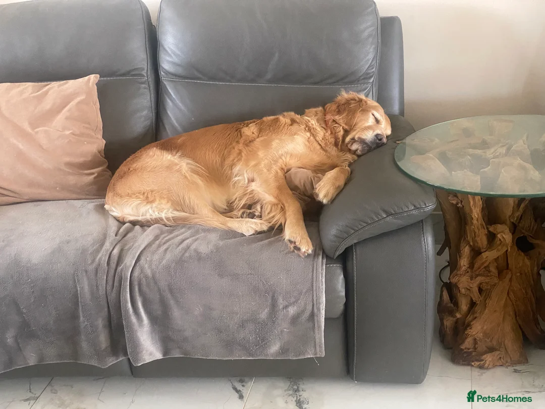 Cockapoo dogs for sale: ‼️ Attention Please ‼️ - Advert 6