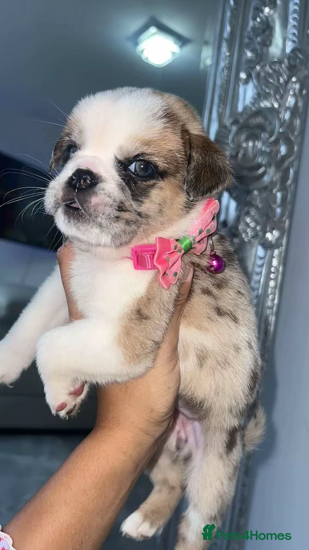 Mixed Breed dogs for sale: Chow Chow × Puppies  - Advert 4