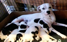 Mixed Breed dogs for sale: English/American Staffy Pups - Image 20