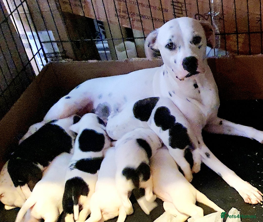 Mixed Breed dogs for sale: English/American Staffy Pups - Image 20