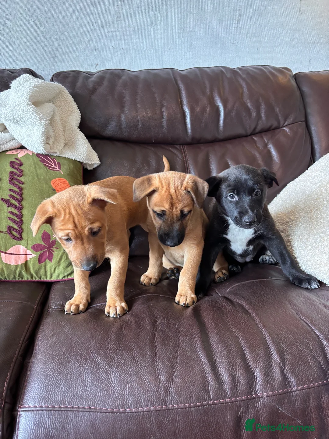 Mixed Breed dogs for sale: Unique mixed breed puppies  - Advert 2