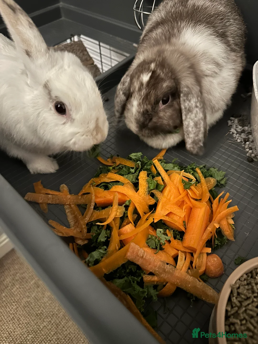 Mixed Breed rabbits for sale: Mini lop/ lionhead male and female rabbits - Advert 3