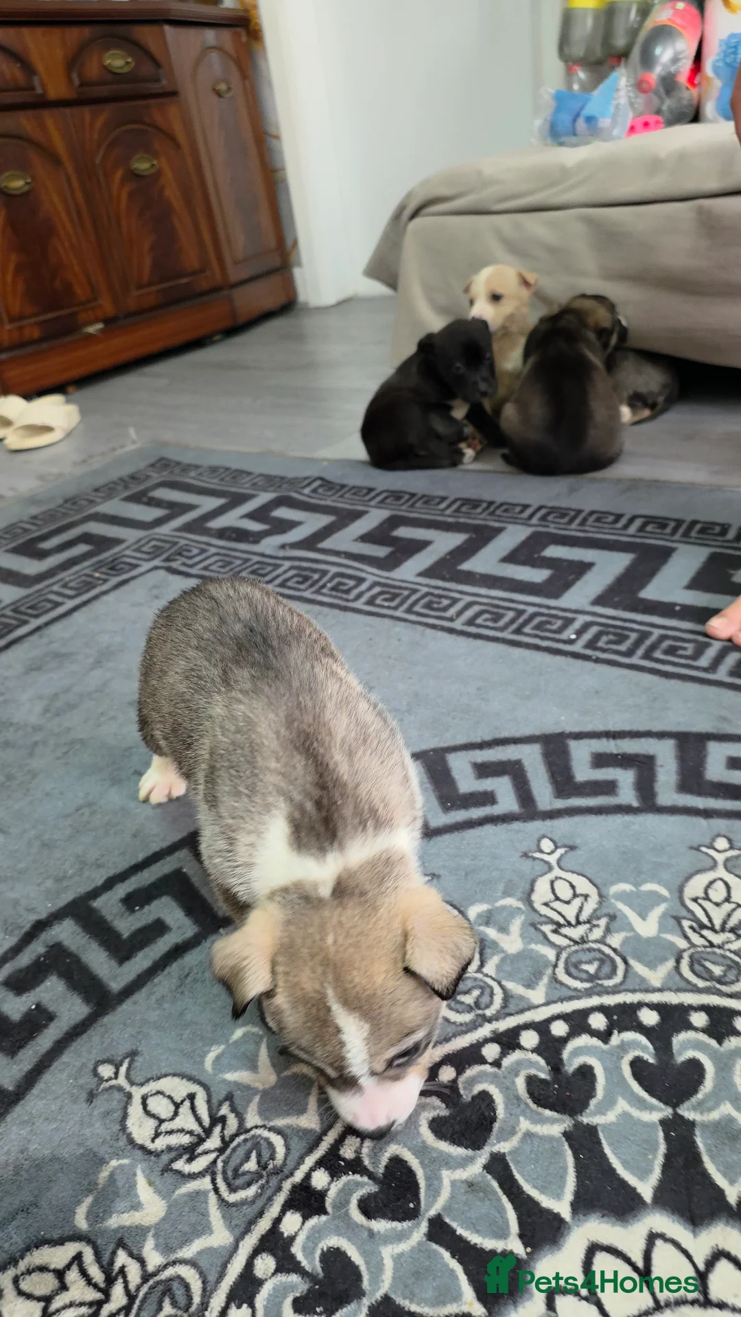Mixed Breed dogs for sale: Siberian husky puppies  - Advert 8