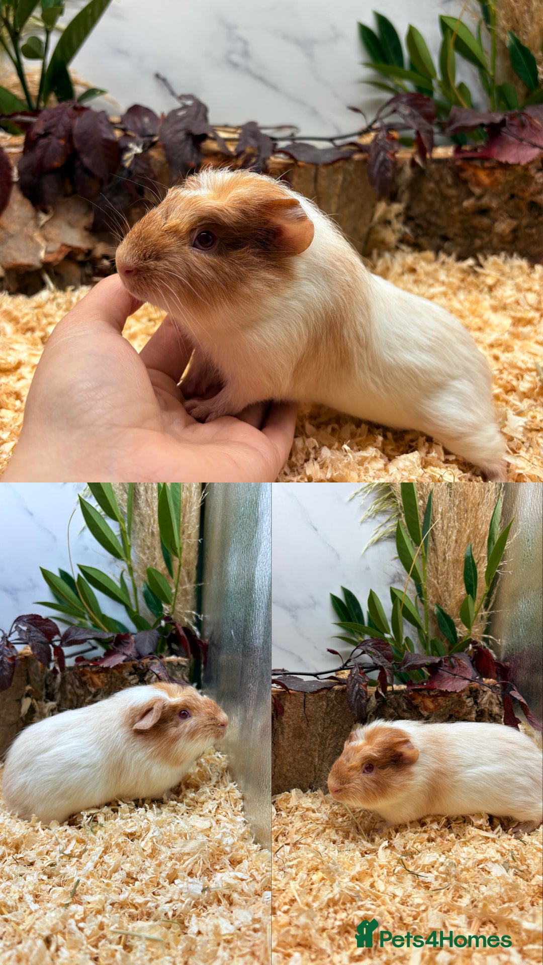 Guinea Pig rodents for sale: ✨Lots of Baby boy Guinea Pigs ✨🐹🩵 - Image 14