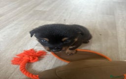 Mixed Breed dogs for sale: German Shepherd/Rottweiler  - Advert 2