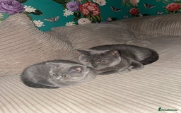 British Shorthair cats for sale: Pedigree British Shorthair  - Image 5