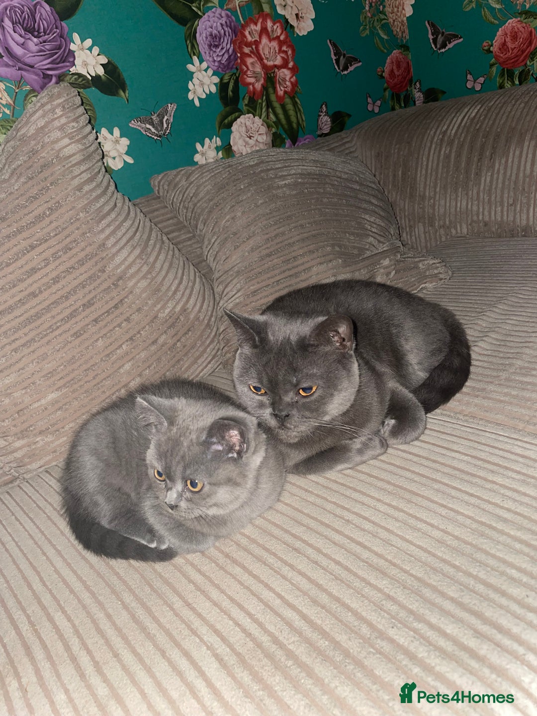 British Shorthair cats for sale: Pedigree British Shorthair  - Image 5
