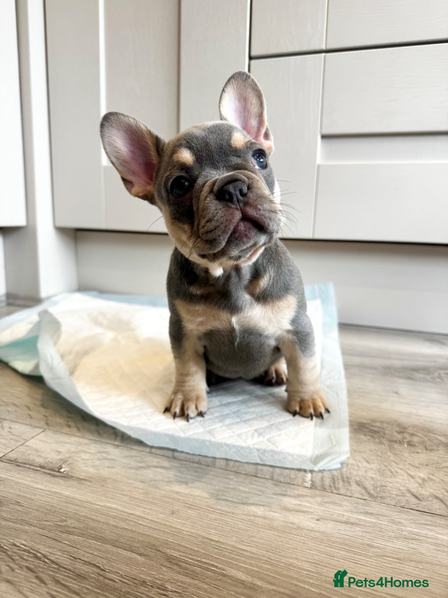 French Bulldog dogs for sale: Last Girl Remaining 🐶  KC Registered ! - Advert 34