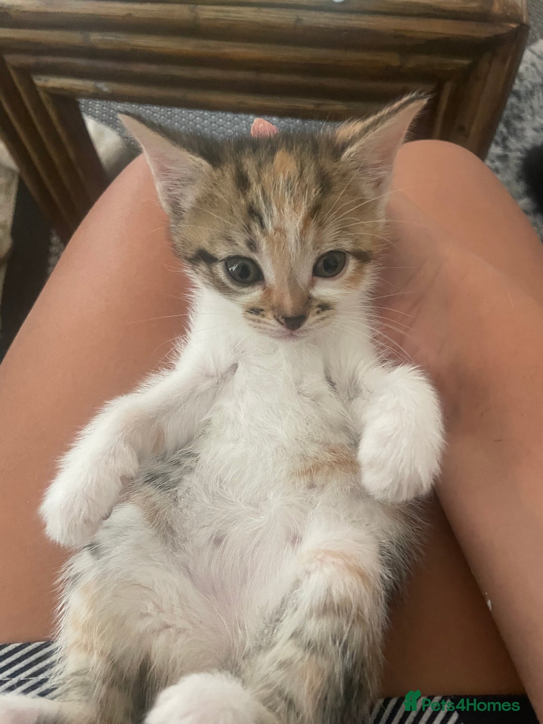 Mixed Breed cats for sale: 6 kittens for sale  - Image 14