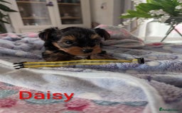 Yorkshire Terrier dogs for sale: Stunning yorkshire terriers for sale - Image 11