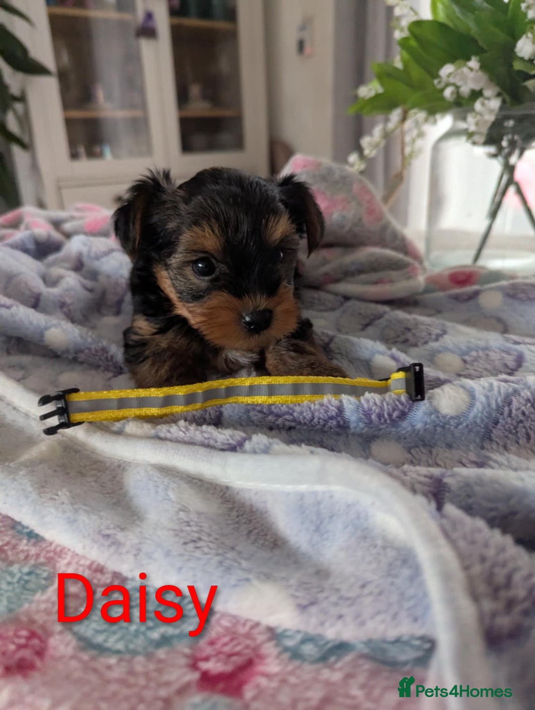 Yorkshire Terrier dogs for sale: Stunning yorkshire terriers for sale - Image 11