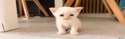 Mixed Breed cats for sale: 3 boys and 2 girls - Advert 3